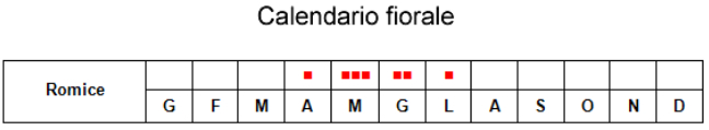 poligonacee.jpg