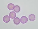 polline ambrosia.jpg