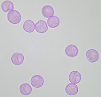 polline parietaria.jpg