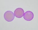polline piantaggine.jpg