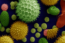 Pollini al microscopio
