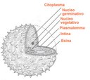 Struttura granulo pollinico