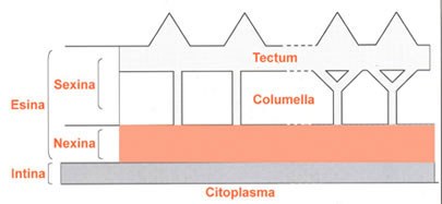 Struttura parete