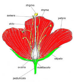 Struttura fiore