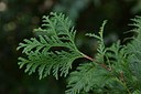 Thuja orientale