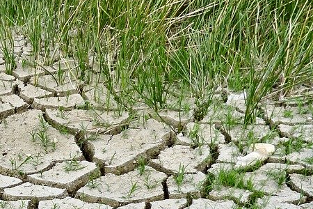 Siccità e desertificazione: cosa sono